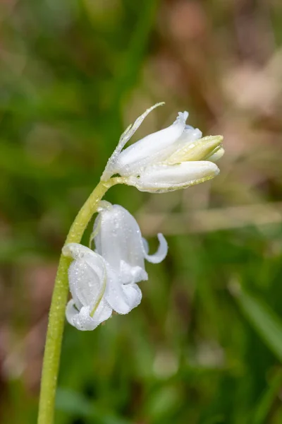 Макроснимок Белого Цветка Колокольчика Hyacinthoides Non Scripta Покрытого Капельками Росы — стоковое фото