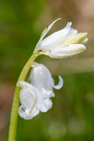 Macro Shot Fiore Bianco Bluebell Hyacinthoides Non Scripta Ricoperto Goccioline — Foto Stock