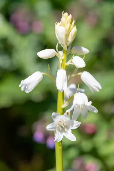 Close White Spanish Bluebell Hyacinthoides Hispanica Flower Bloom — ストック写真