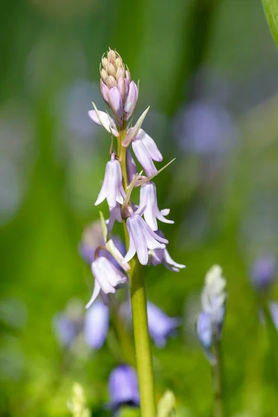 Zblízka Růžový Španělský Bluebell Hyacinthoides Hispanica Květina Květu — Stock fotografie