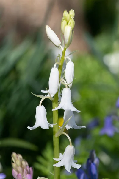 Close White Spanish Bluebell Hyacinthoides Hispanica Flower Bloom — Stock Photo, Image