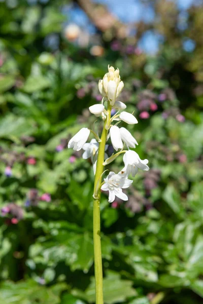 Κοντινό Πλάνο Ενός Ανθισμένου Λευκού Ισπανικού Λουλουδιού Bluebell Hyacinthoides Hispanica — Φωτογραφία Αρχείου