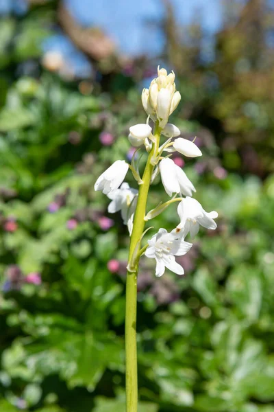 Close White Spanish Bluebell Hyacinthoides Hispanica Flower Bloom — ストック写真