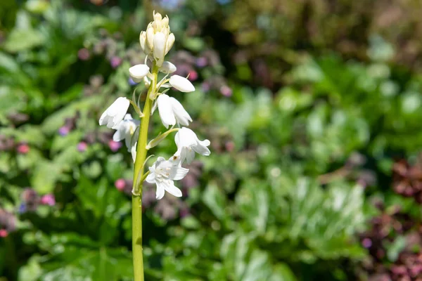 Gros Plan Une Fleur Blanche Cloche Bleue Espagnole Hyacinthoides Hispanica — Photo