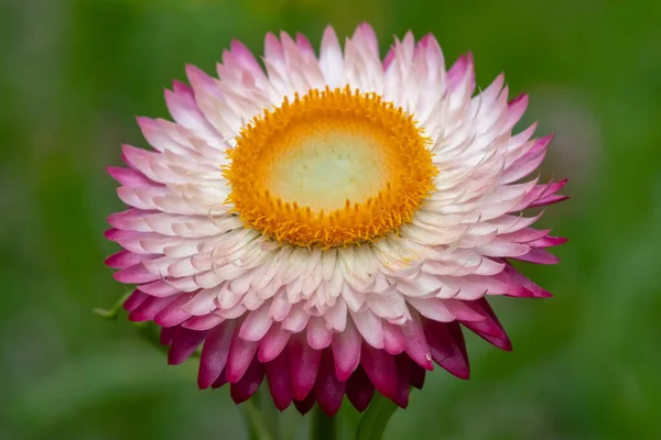 Primer Plano Una Flor Fresa Rosa Xerochrysum Bracteatum Flor — Foto de Stock