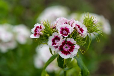 Çiçek açmış pembe ve beyaz dianthus çiçeklerine yakın.