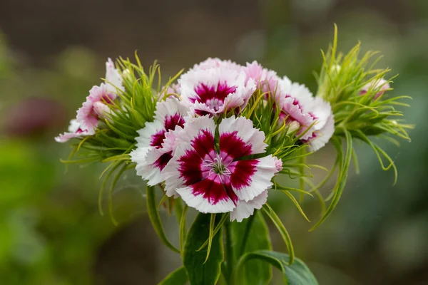 Close Pink White Dianthus Flowers Bloom — Stock Photo, Image