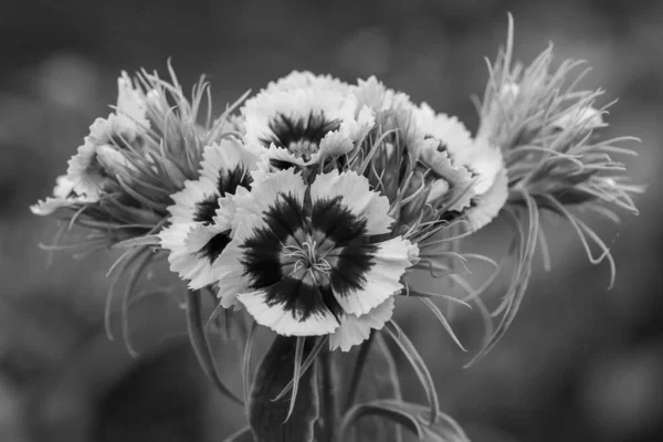 Czarno Białe Zdjęcie Kwiatów Dianthus Rozkwicie — Zdjęcie stockowe