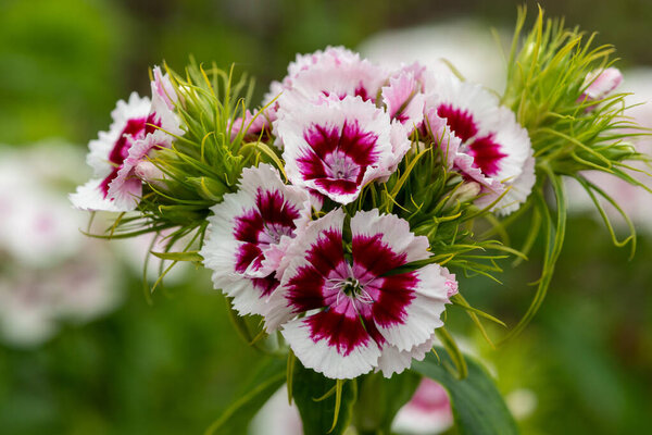 Цветение розовых и белых цветков диануса