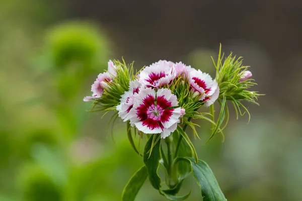 Nahaufnahme Von Rosa Und Weißen Dianthus Blüten Blüte — Stockfoto