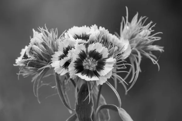 Чорно Біла Фотографія Квітів Діантусів Цвітіння — стокове фото