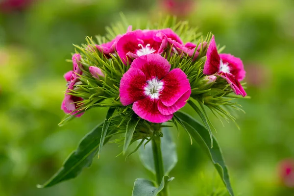 Цветение Розовых Цветков Диануса — стоковое фото