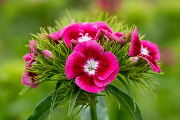 Цветение Розовых Цветков Диануса — стоковое фото