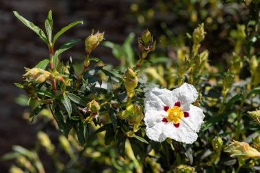 Beyaz bir orkideye yakın Çiçek açmış bir rockrose çiçeği