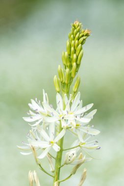 Çiçek açmış beyaz bir camassia (camassia quamash) çiçeğine yaklaş