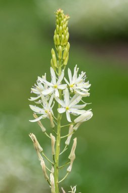 Çiçek açmış beyaz bir camassia (camassia quamash) çiçeğine yaklaş