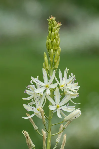 Nahaufnahme Einer Blühenden Weißen Camassia Blume Camassia Quamash — Stockfoto