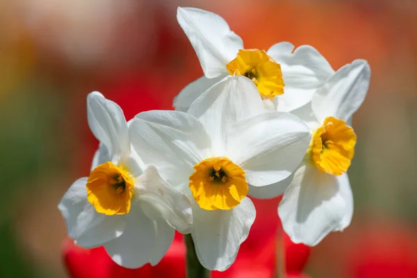 Крупним Планом Білі Нарциси Нарциси Цвітіння — стокове фото