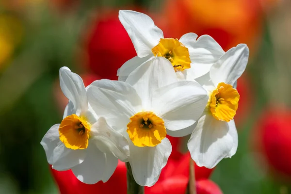 Крупним Планом Білі Нарциси Нарциси Цвітіння — стокове фото