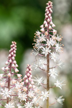 Su damlacıklarıyla kaplı kalp yaprağı köpüklerine (tiarella cordifolia) yakın plan