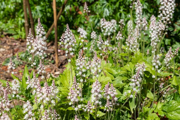 Kalp yaprağı köpük çiçeklerinin (tiarella cordifolia) açılışını kapat