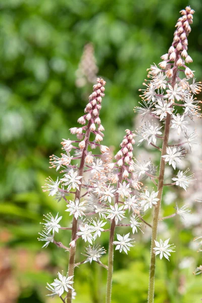 正在开花的心叶泡沫花 Tiarella Cordifolia 的特写 — 图库照片