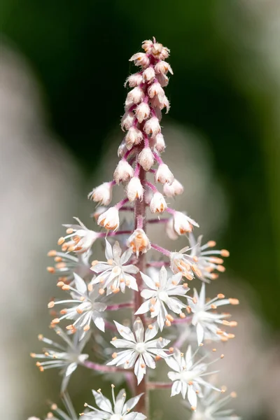正在开花的心叶泡沫花 Tiarella Cordifolia 的特写 — 图库照片