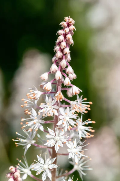Gros Plan Fleurs Mousse Feuilles Coeur Tiarella Cordifolia Fleurs — Photo