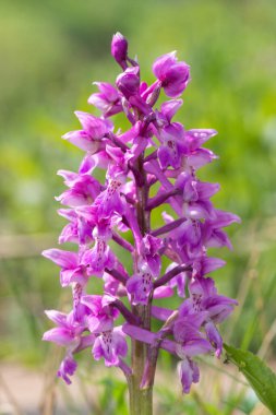 Çiçek açmış erken bir mor orkide (orchis mascula) çiçeğine yaklaş