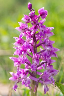 Çiçek açmış erken bir mor orkide (orchis mascula) çiçeğine yaklaş