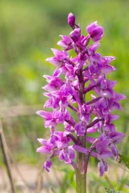 Çiçek açmış erken bir mor orkide (orchis mascula) çiçeğine yaklaş