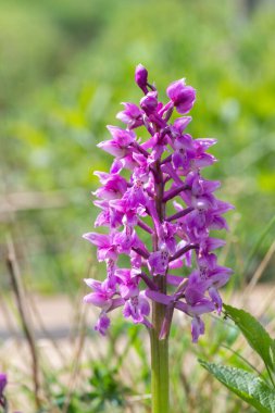 Çiçek açmış erken bir mor orkide (orchis mascula) çiçeğine yaklaş