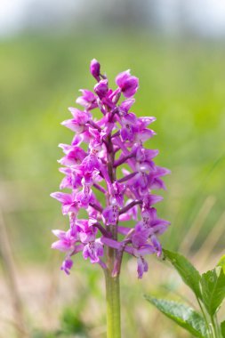Çiçek açmış erken bir mor orkide (orchis mascula) çiçeğine yaklaş
