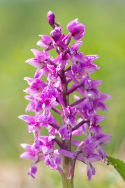 Çiçek açmış erken bir mor orkide (orchis mascula) çiçeğine yaklaş