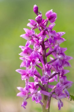 Çiçek açmış erken bir mor orkide (orchis mascula) çiçeğine yaklaş