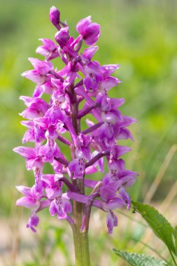 Çiçek açmış erken bir mor orkide (orchis mascula) çiçeğine yaklaş