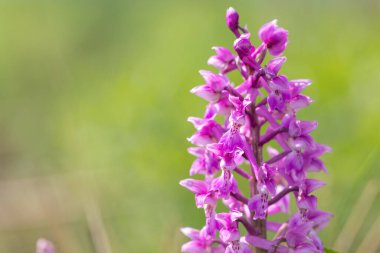 Çiçek açmış erken bir mor orkide (orchis mascula) çiçeğine yaklaş