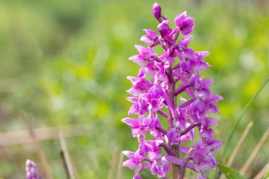Çiçek açmış erken bir mor orkide (orchis mascula) çiçeğine yaklaş