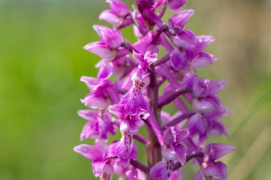 Çiçek açmış erken bir mor orkide (orchis mascula) çiçeğine yaklaş