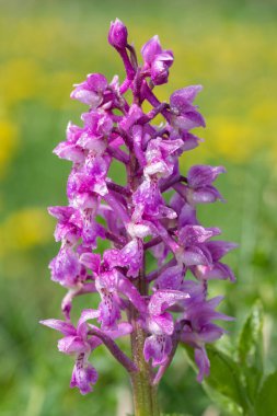 Bir erken mor orkide (orchis mascula) çiçeğinin üzerini çiğ damlacıklarıyla kapatır