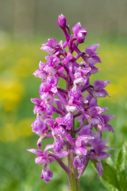 Bir erken mor orkide (orchis mascula) çiçeğinin üzerini çiğ damlacıklarıyla kapatır