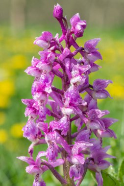 Bir erken mor orkide (orchis mascula) çiçeğinin üzerini çiğ damlacıklarıyla kapatır