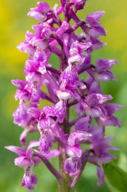 Su damlacıklarıyla kaplı erken bir mor orkide (orchis mascula) çiçeğine yakın dur.