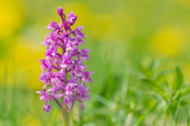 Bir erken mor orkide (orchis mascula) çiçeğinin üzerini çiğ damlacıklarıyla kapatır