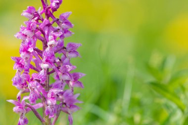 Bir erken mor orkide (orchis mascula) çiçeğinin üzerini çiğ damlacıklarıyla kapatır