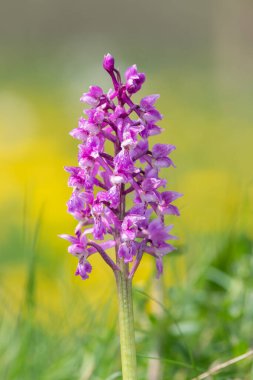 Bir erken mor orkide (orchis mascula) çiçeğinin üzerini çiğ damlacıklarıyla kapatır