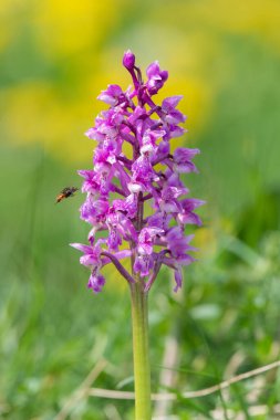 Bir erken mor orkide (orchis mascula) çiçeğinin üzerini çiğ damlacıklarıyla kapatır