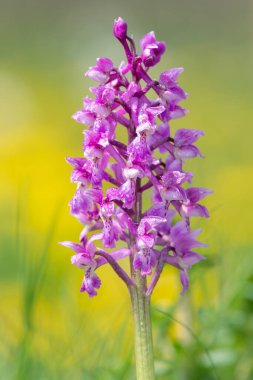 Bir erken mor orkide (orchis mascula) çiçeğinin üzerini çiğ damlacıklarıyla kapatır