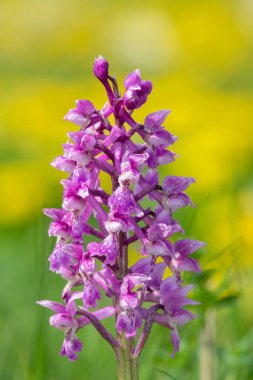 Bir erken mor orkide (orchis mascula) çiçeğinin üzerini çiğ damlacıklarıyla kapatır
