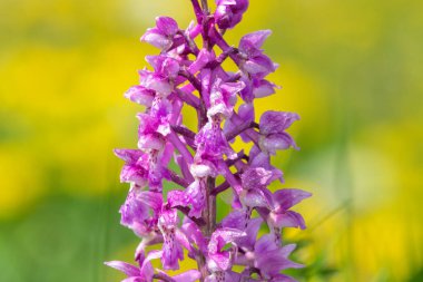 Bir erken mor orkide (orchis mascula) çiçeğinin üzerini çiğ damlacıklarıyla kapatır